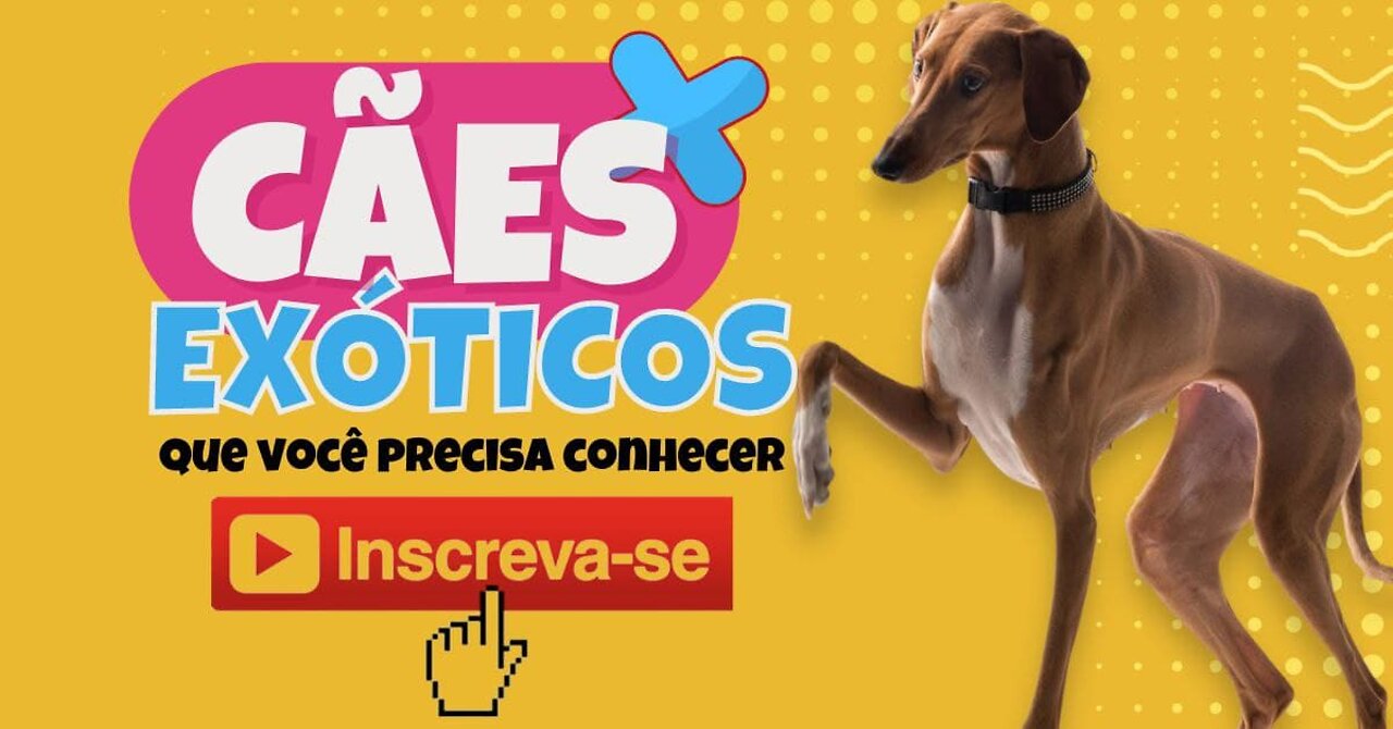 CÃES EXÓTICOS QUE VOCÊ PRECISA CONHECER 🐶🐶🐶🐶