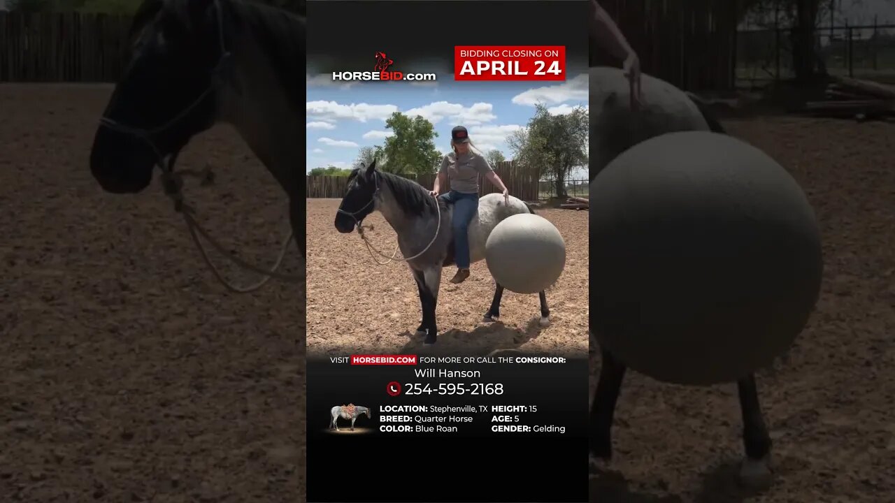 ＢＬＵΞＳ ＣＬＵΞＳ - True blue roan that anyone can ride! He's available through 4/24!