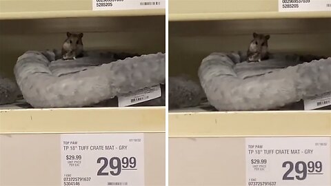 Hamster in PetSmart gets loose, caught chillin' in the store