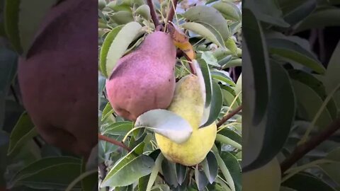 Крушата е един от най-любимите ми плодове! А на вас?🍐