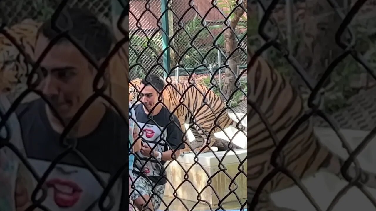 This Tiger Is Potty Trained - {Thailand}
