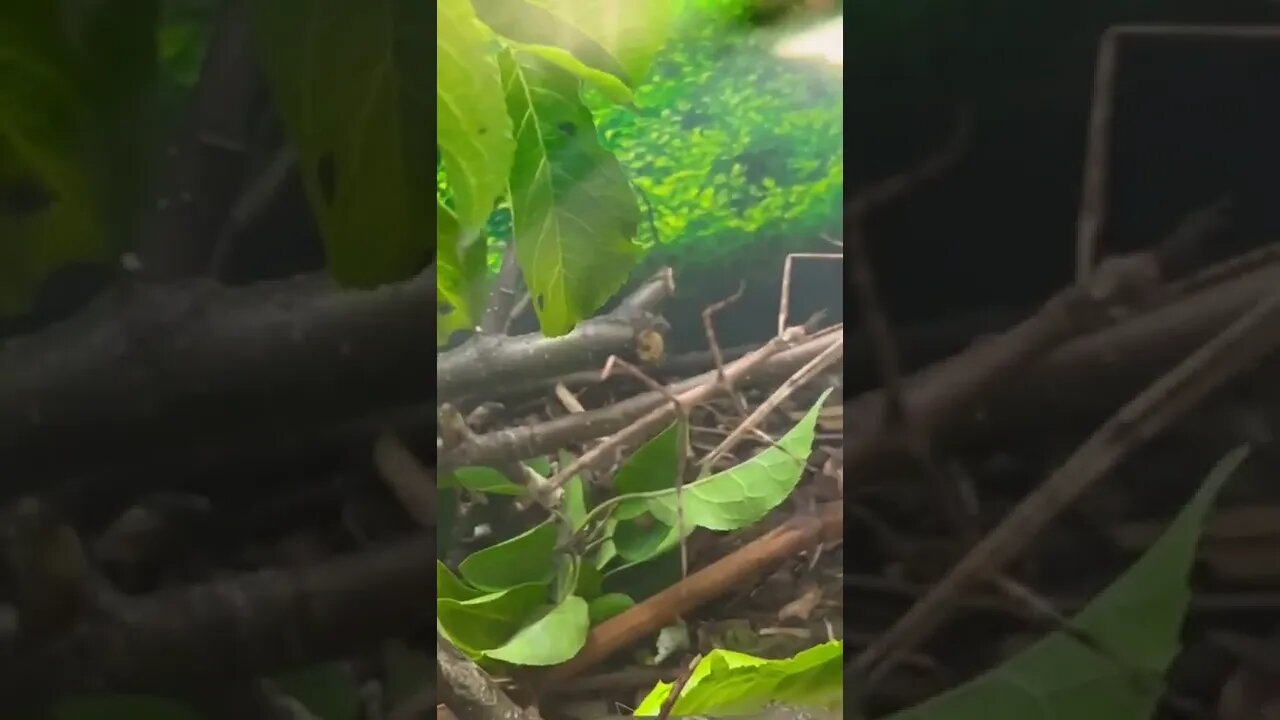 Stick bugs are wild insects