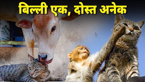 Ajeeb friends wali cat ki story | A cat friends with monkey, cow, sheep and dog | Funny Animals