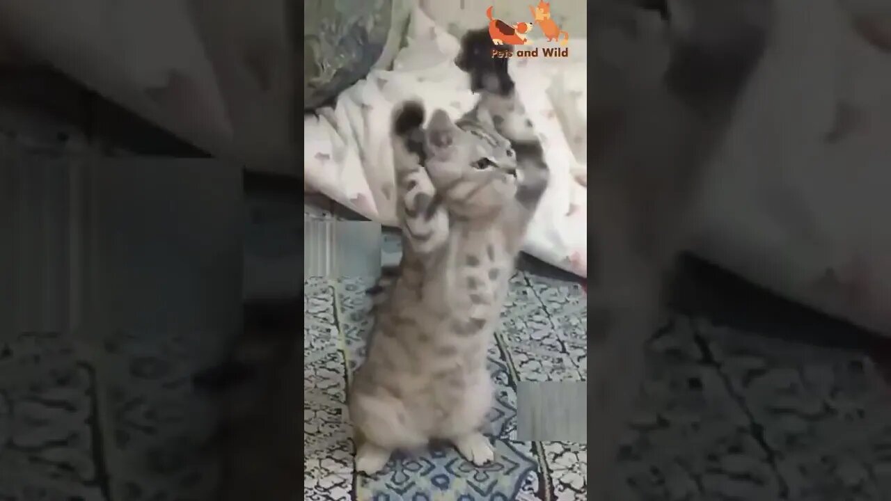 Funny Animals - Cute and Funny Animals Reaction Videos Compilation #53 | Pets and Wild