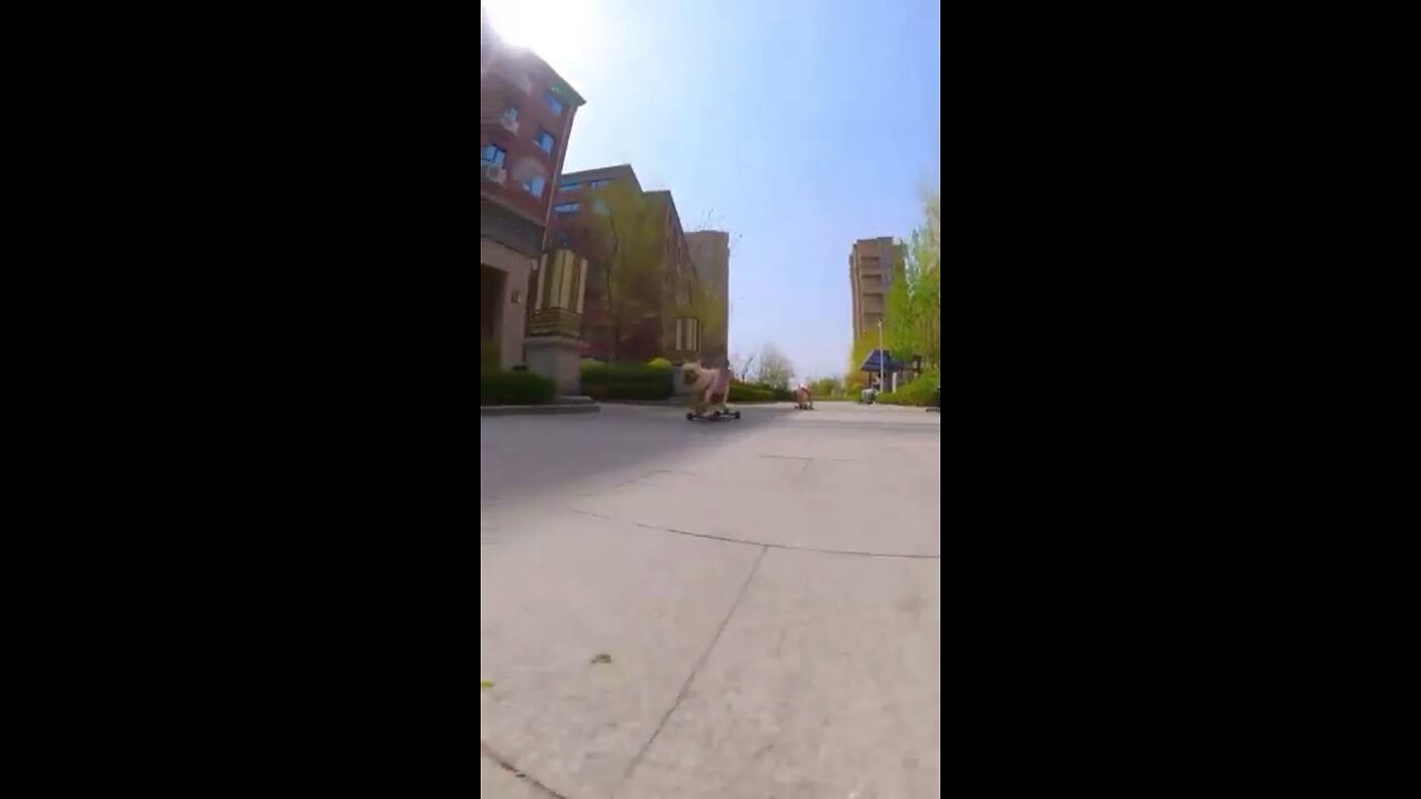 Skatedog 03