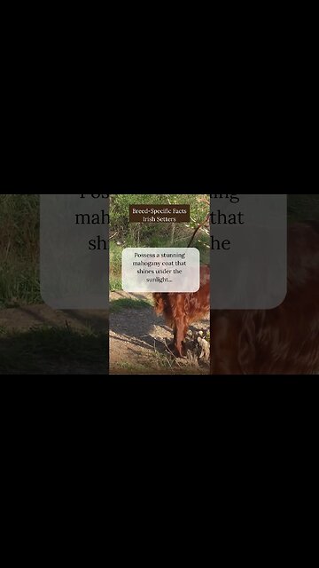 Enchanting Facts about Irish Setters