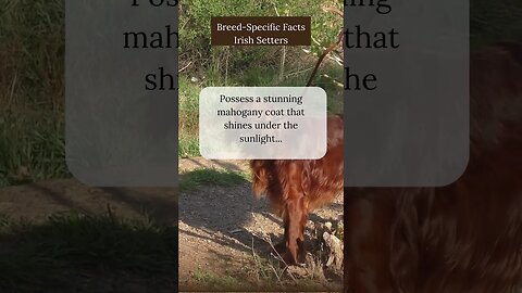 Enchanting Facts about Irish Setters