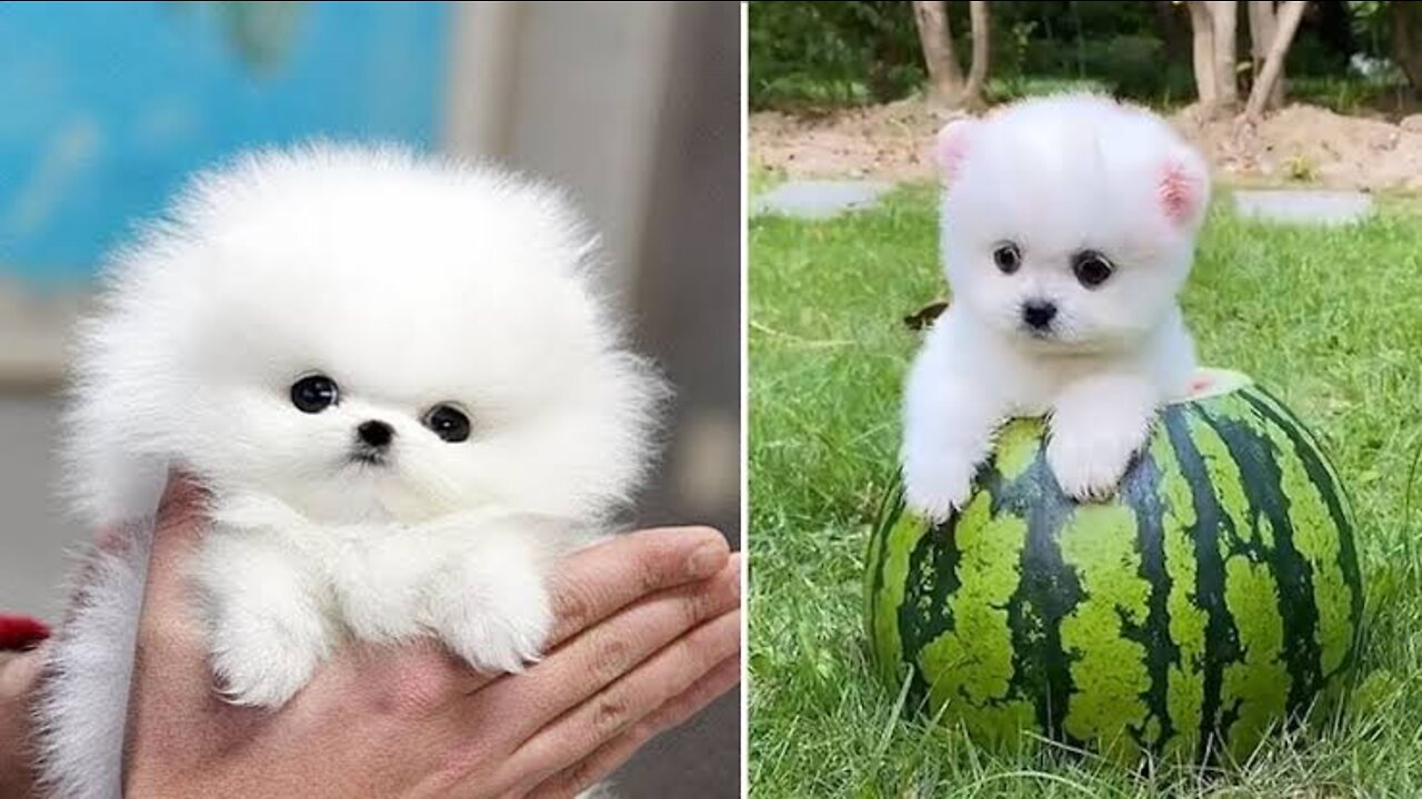 Pomeranian puppy Cute Dogs _Funny Cute dogs_ Cute Puppies Video️