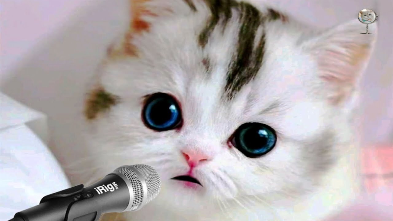 RAHMATUN LIL ALAMEEN | VIDEO SHOLAWAT KUCING