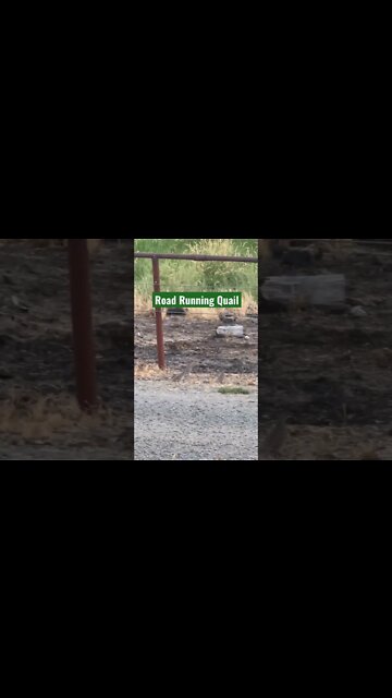 Road Running Quail #Shorts