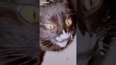 Cat Goes In On the Yogurt WOCKY SLUSH I TikTok