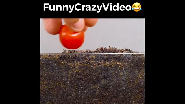 Mr FunnyCrazyVideo😂 Just Incredible Video Funny and Crazy #Like Follow for Follow 🥰