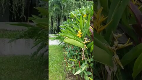 Beautiful flowers
