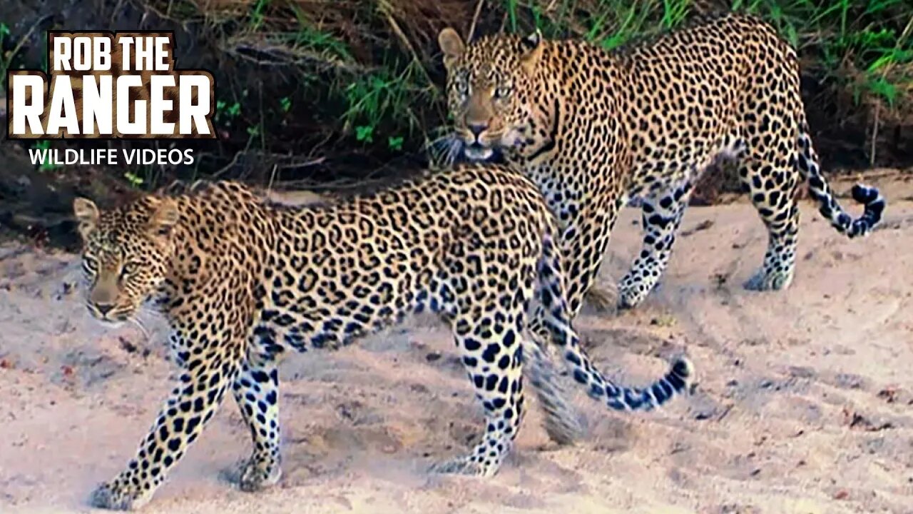 Pair Of Very Active Leopards | Archive Footage