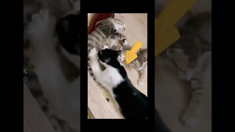 Cat feeding to male