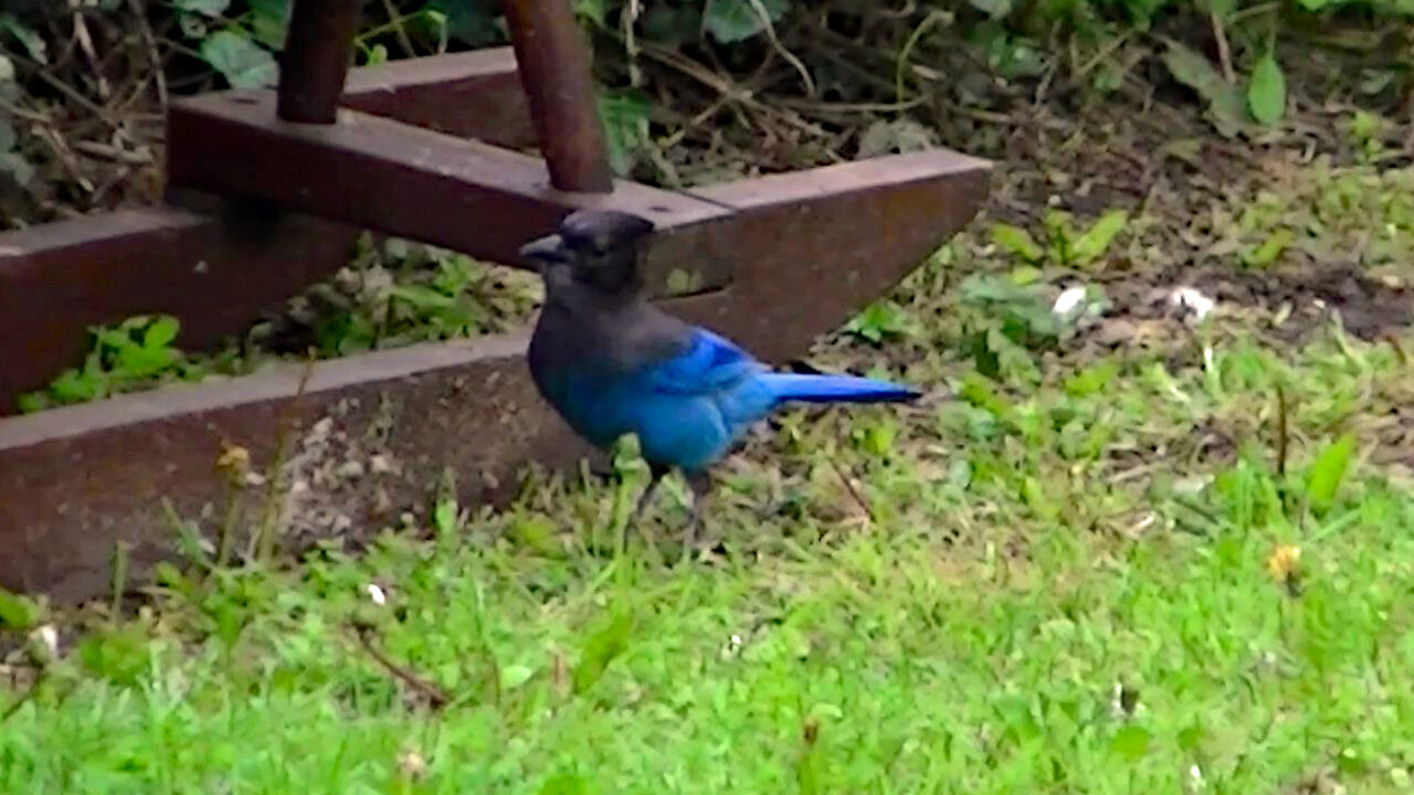 IECV NV #502 - 👀 Steller's Jay Exploring The Backyard 4-27-2018