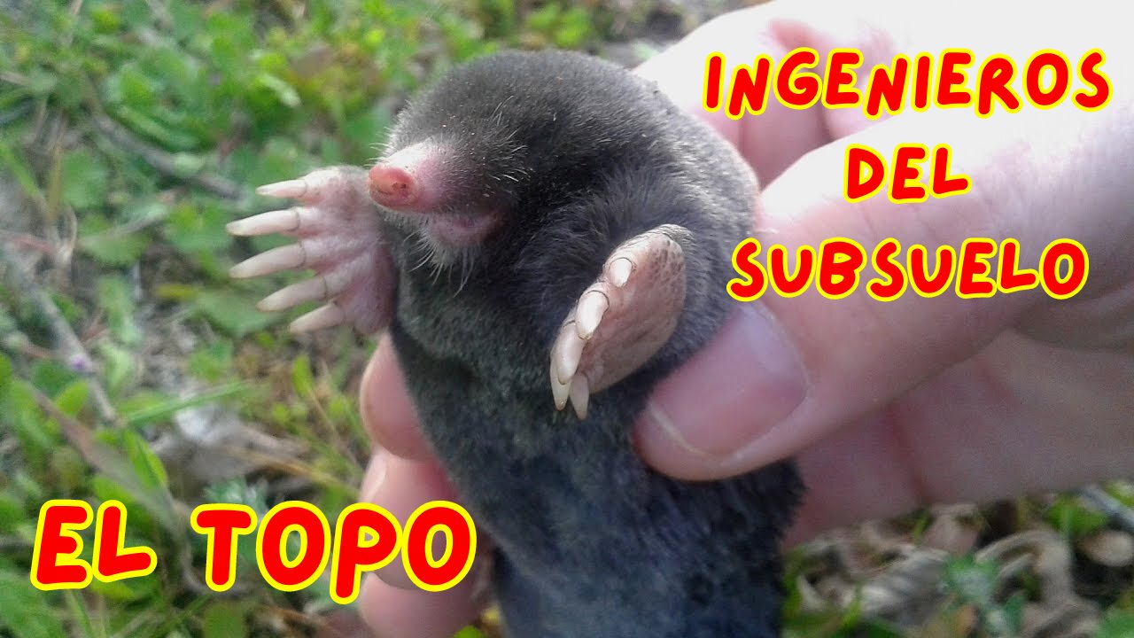 🦫 EL MUNDO SUBTERRANEO DE LOS TOPOS