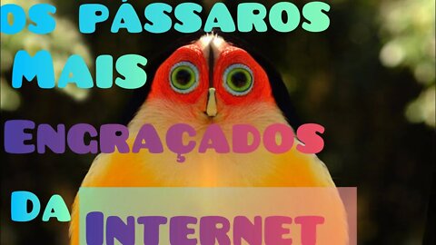 pássaros mais engraçados da internet !! FUNNY BIRDS