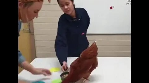 Why did the chicken cross the table? To learn via positive reinforcement