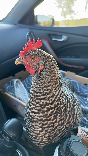 Car Ride With Pepper