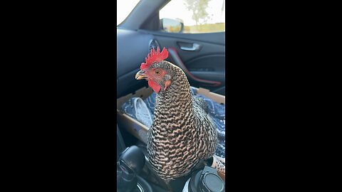 Car Ride With Pepper