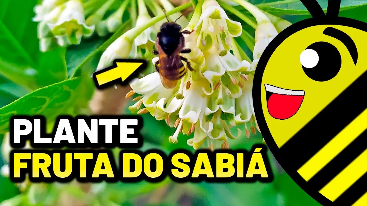 Plante a Fruta do Sabiá a melhor planta melífera para abelhas sem ferrão | Acnistus arborescens