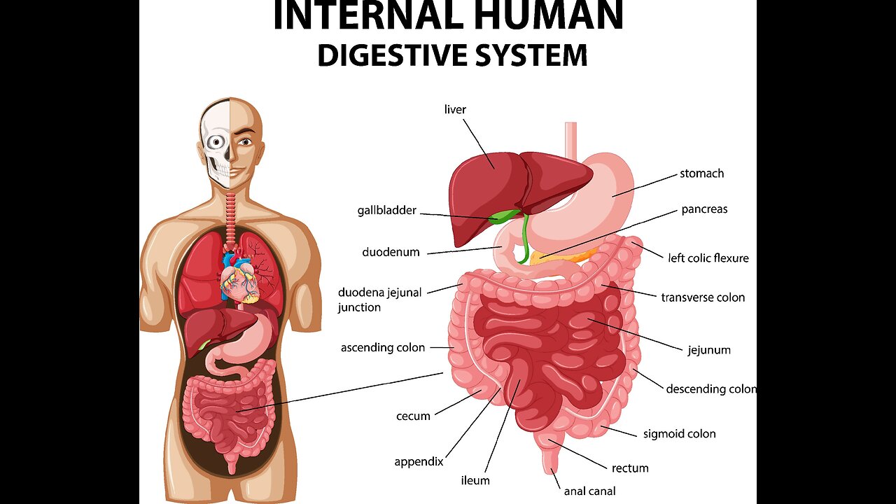 How your digestive system works?