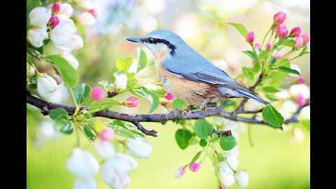 The bird is standing on the tree, see his happiness