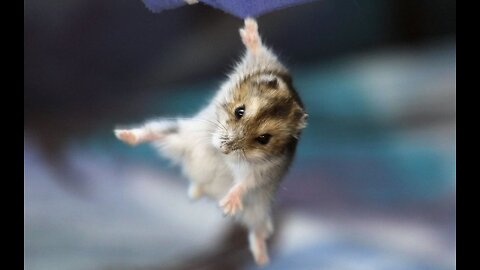 Funny animals 3