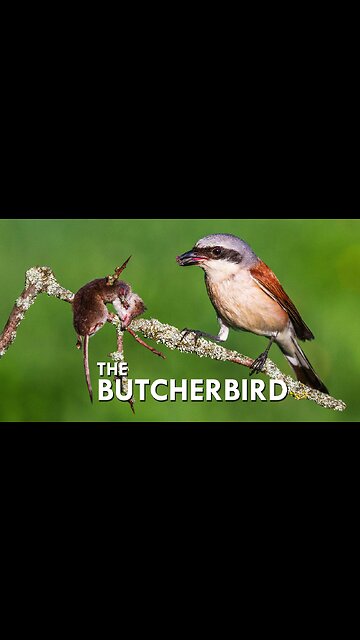 BUTCHER BIRD