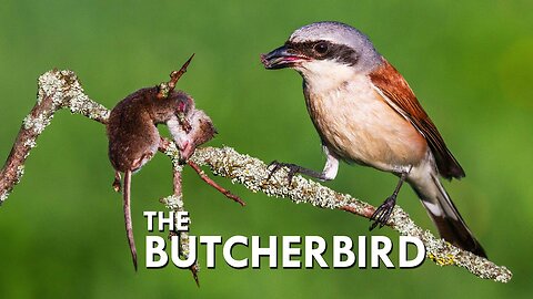 BUTCHER BIRD