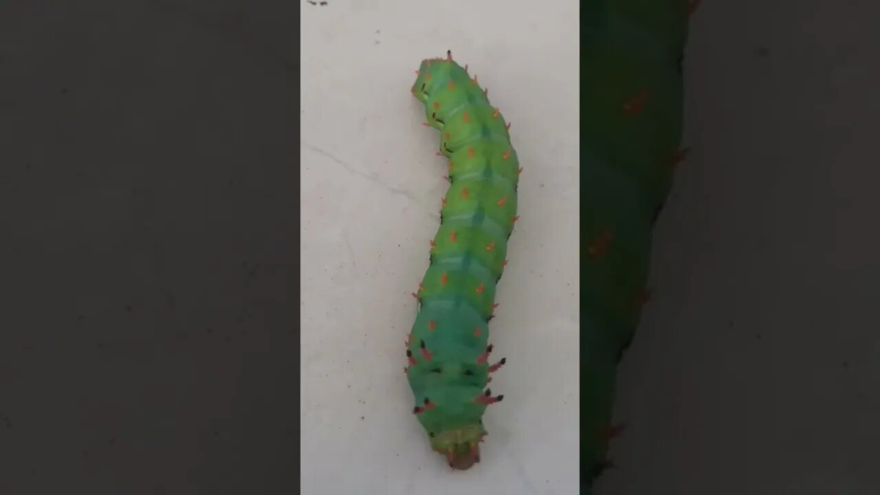 Engraçados e Estranho Mandruvá Verde #shorts #Transfusão em cães e gatos