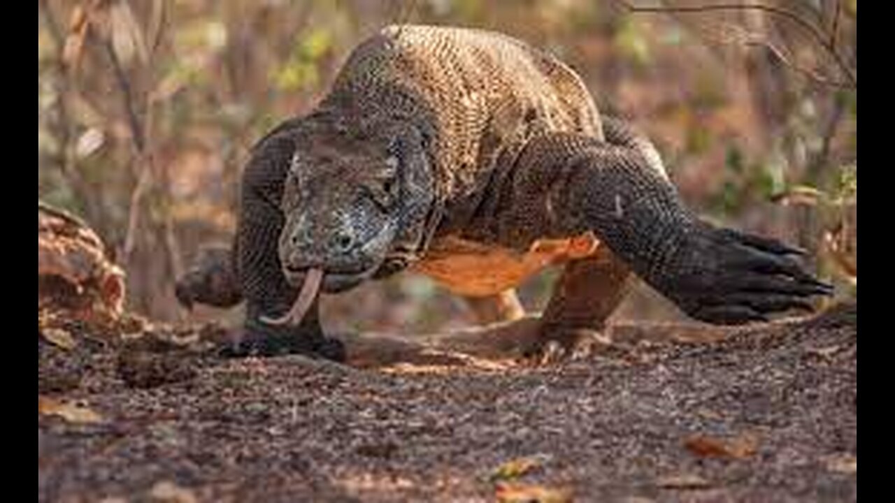 The Brutal Moment When the Fierce Lion Couldn't Avoid The Giant Lizard Bites| Wildlife Documentary