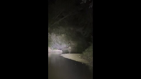 LOOK AT THIS MASSIVE OWL HUNTING A CREEK BED❗️