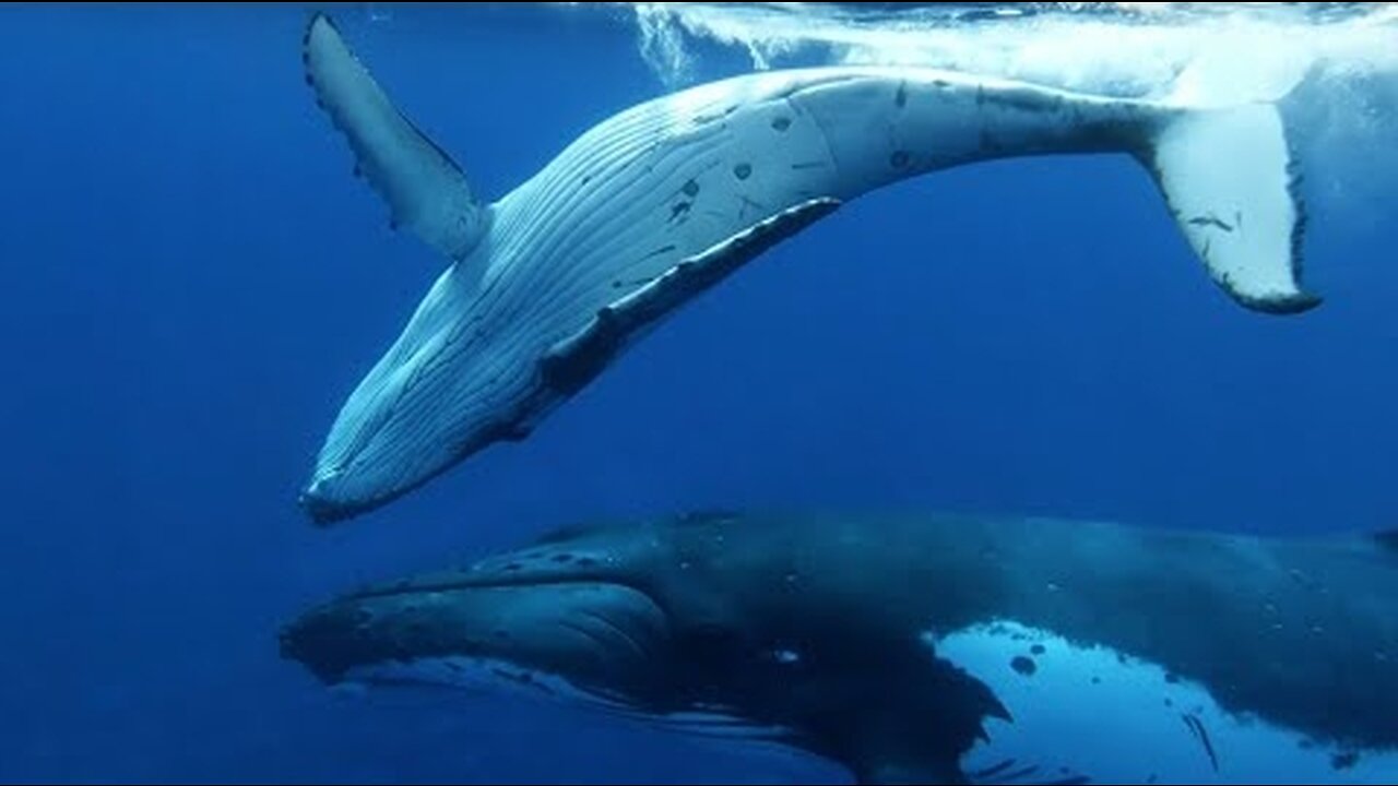 Baby Whale Playtime Gets Dangerous | Spy In The Ocean | BBC Earth