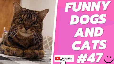 Best Funny Dogs And Cats 😹🐶