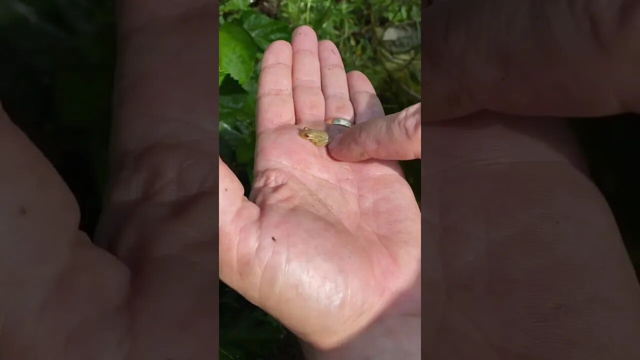 Baby Tree Frog