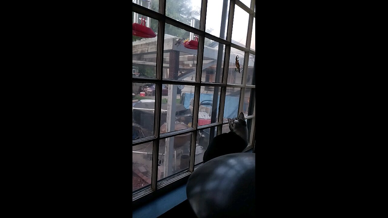 Emerson Meets Hummingbird