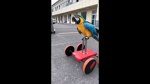 Parrot Cycling