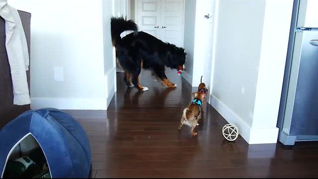 Mountain Dog can't help but join in on puppy game