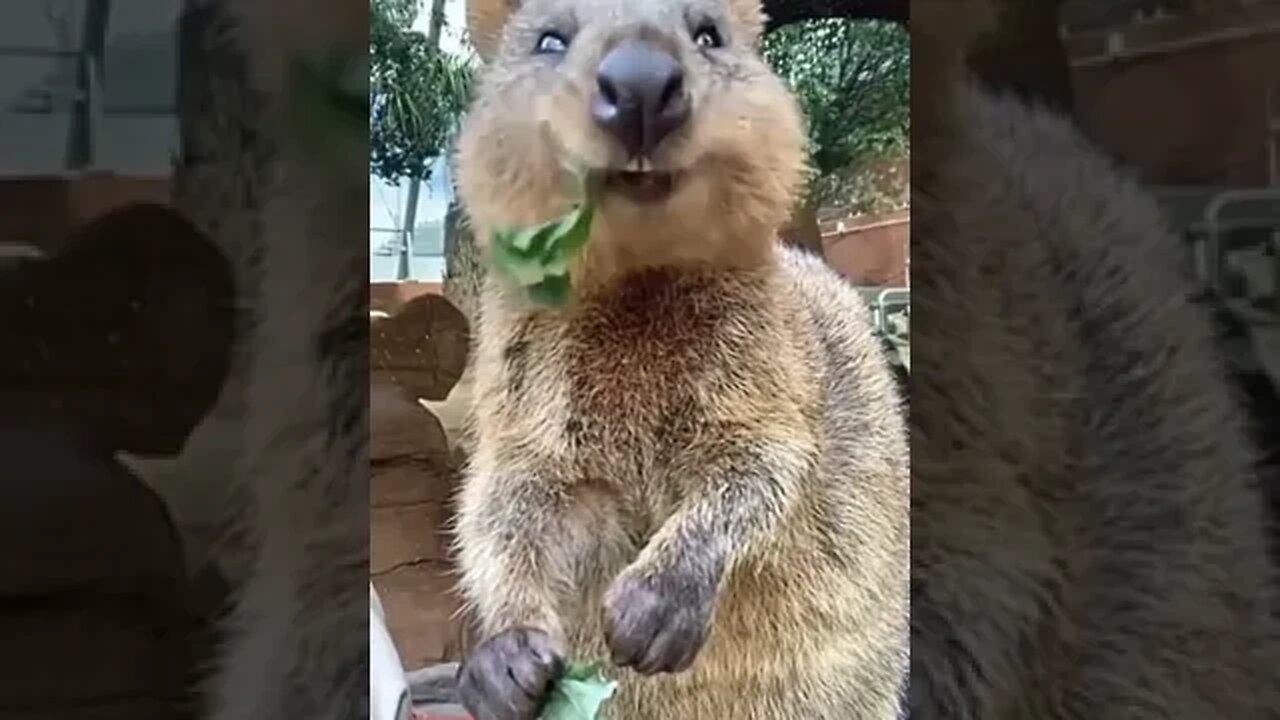 Cute funny Quokka -127