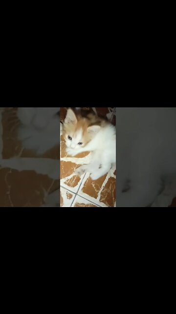 #shorts #youtubeshorts #cutecat #brown #male #kitten #hayatımıztiktok #youtubeshorts