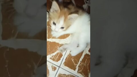 #shorts #youtubeshorts #cutecat #brown #male #kitten #hayatımıztiktok #youtubeshorts