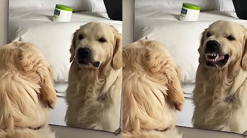 Cute and funny dogs reacting to the mirror