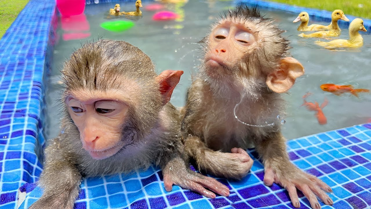 Monkey See Monkey Do! (Baby Edition) - Cutest Compilation