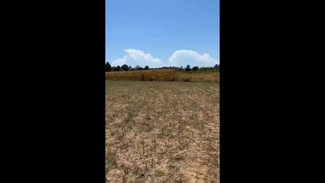 North Italy 🇮🇹 the government jabbed the cows against Covid and the animals died
