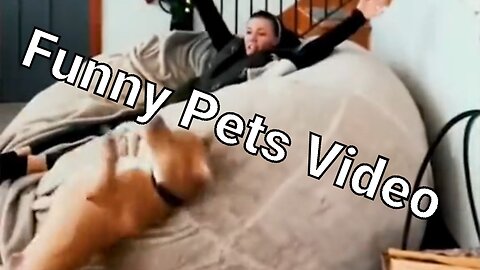 Funny Pet Video