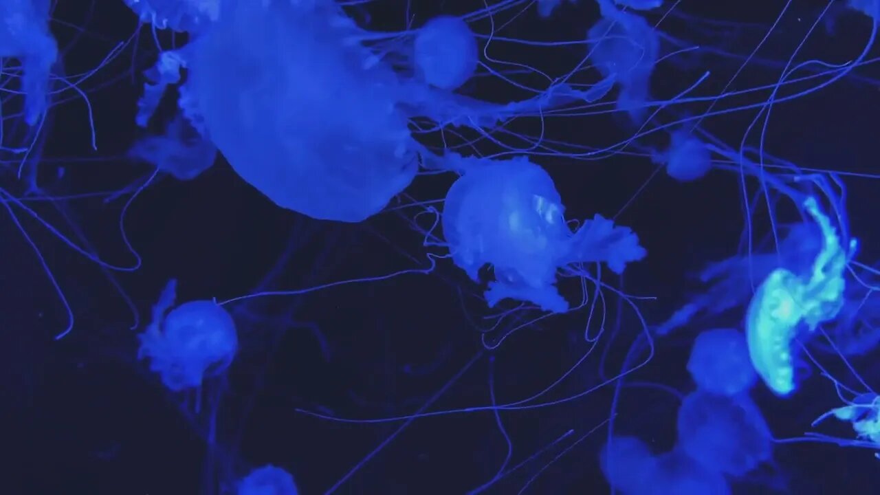 Jellyfish swimming in blue water