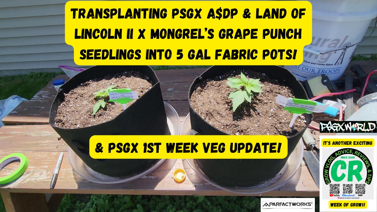 CR's 2024 Spring Growing Season - Transplanting PSGX Tier 1 Tester Seedlings & 1st Week Veg Update!