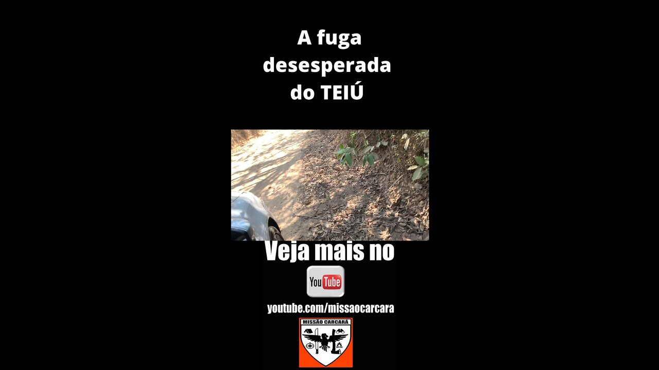 Fuga desesperada do Teiú